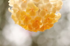 花ランプ