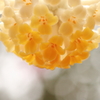 花ランプ