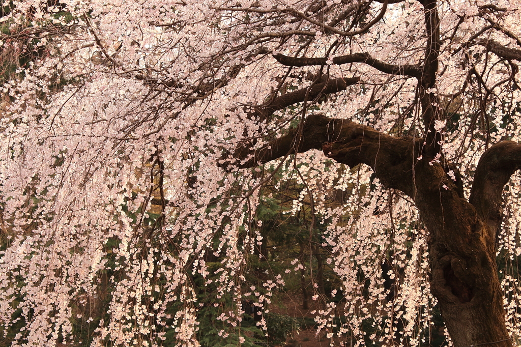 夕陽に染まる桜