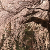 夕陽に染まる桜