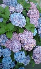 紫陽花