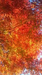 秋の紅葉