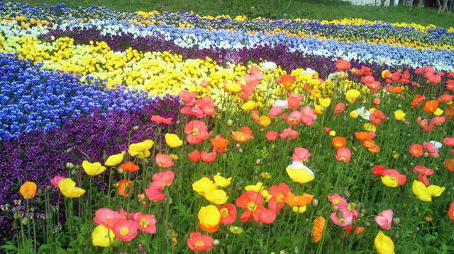 お花畑