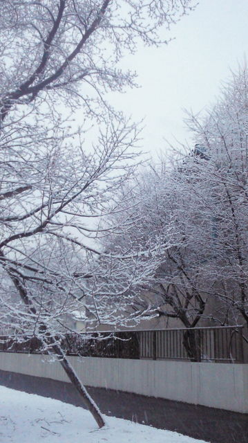 ４月の雪