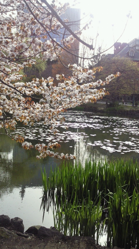 池と桜