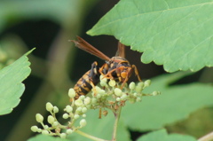 蜂
