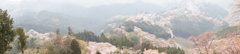 吉野の桜
