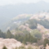 吉野の桜