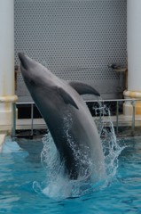 イナバウワー