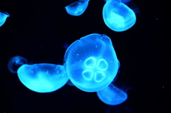 海の電球