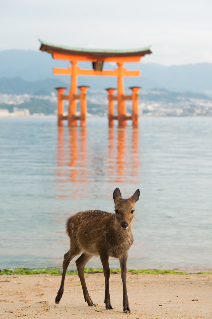 神を守る化身