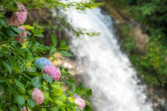 紫陽花×滝