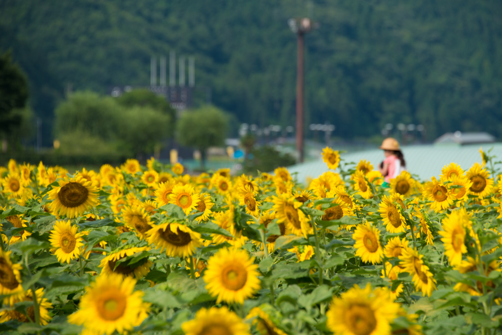 夏の思い出