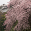 枝垂桜