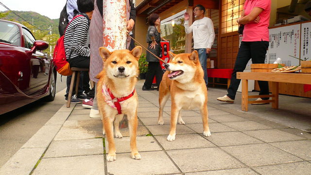 こんにちワン