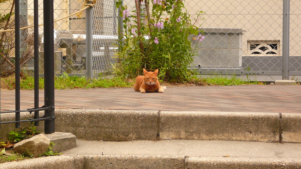 ねこが　あらわれた！