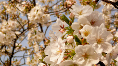 特に白い桜