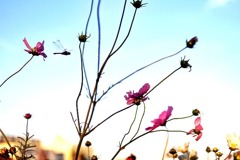 お花畑
