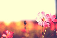 お花畑