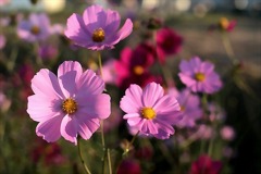 お花畑