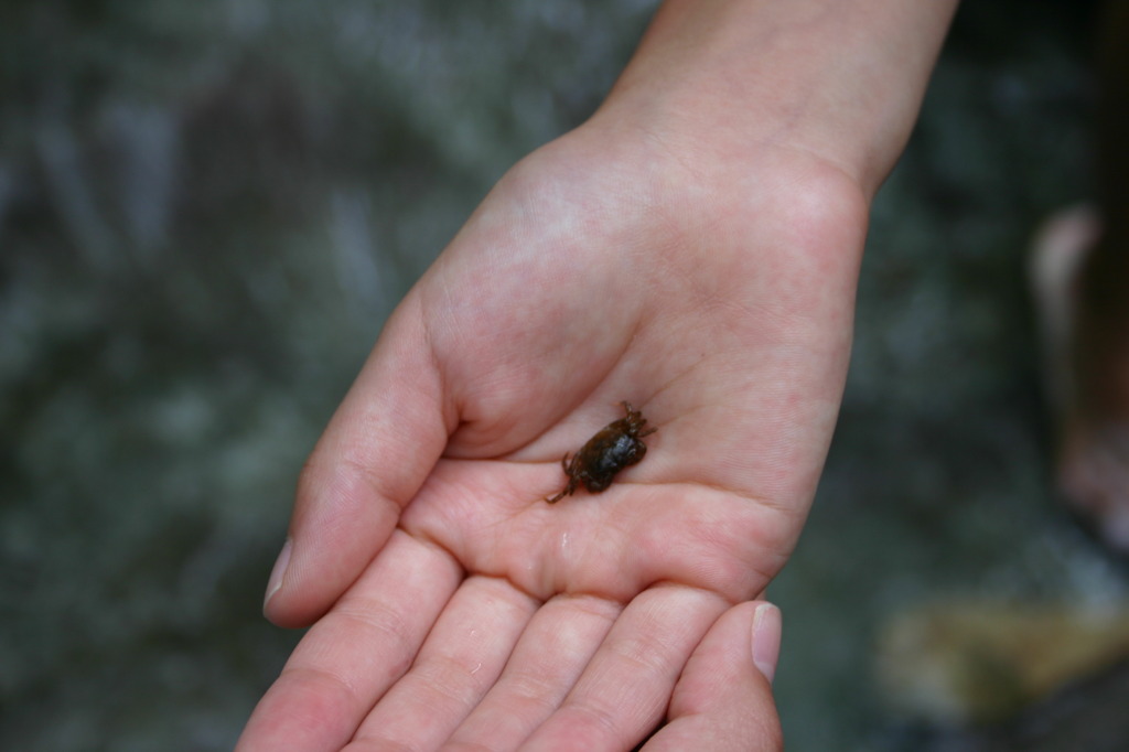 沢ガニ