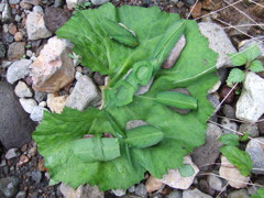 葉っぱのお寿司