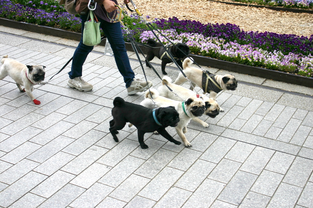 赤い靴履いてた犬inヨコハマ
