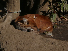FOXHOUND