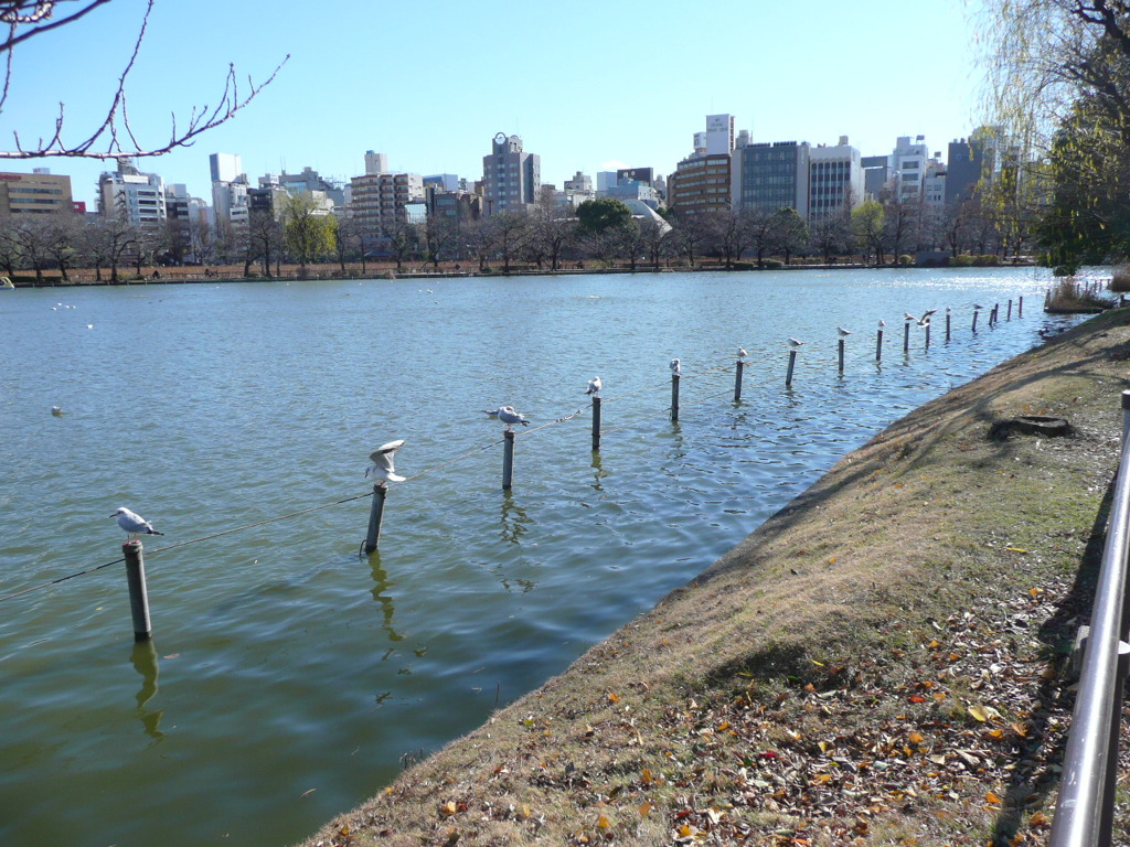 上野公園・不忍池