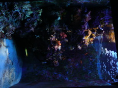 美ら海水族館