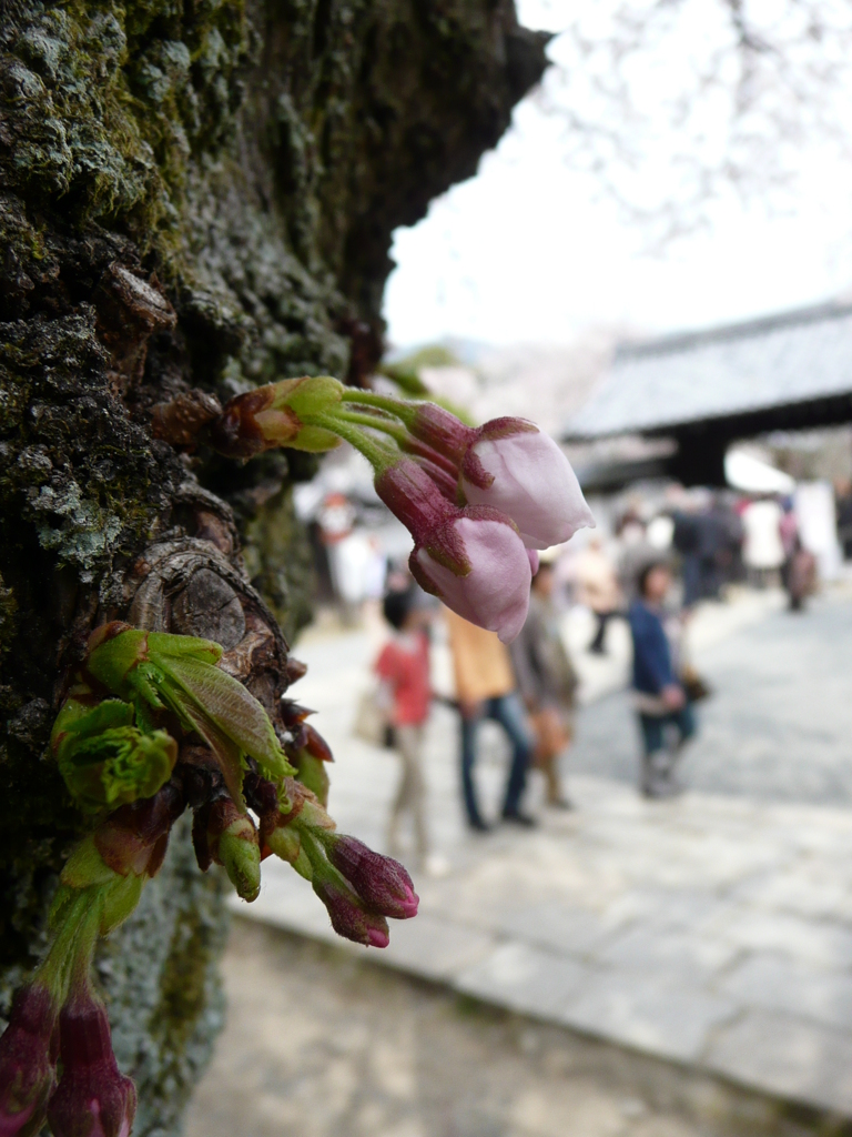 醍醐寺