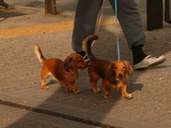 犬かわいい