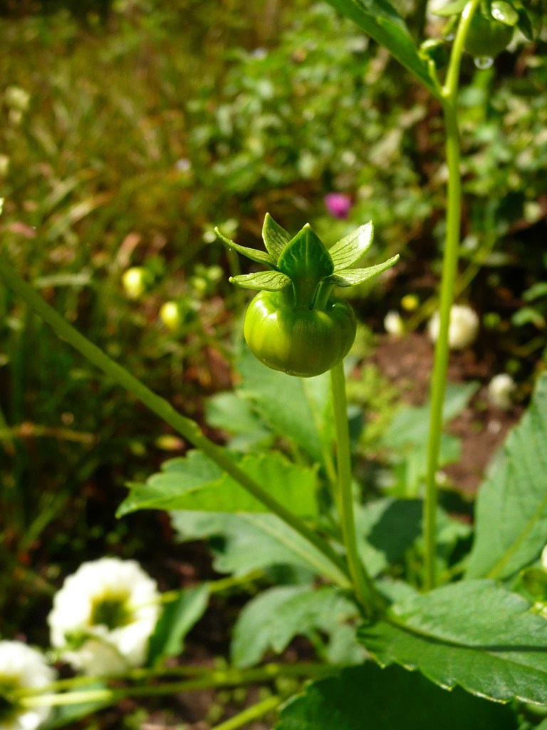 軽井沢町植物園