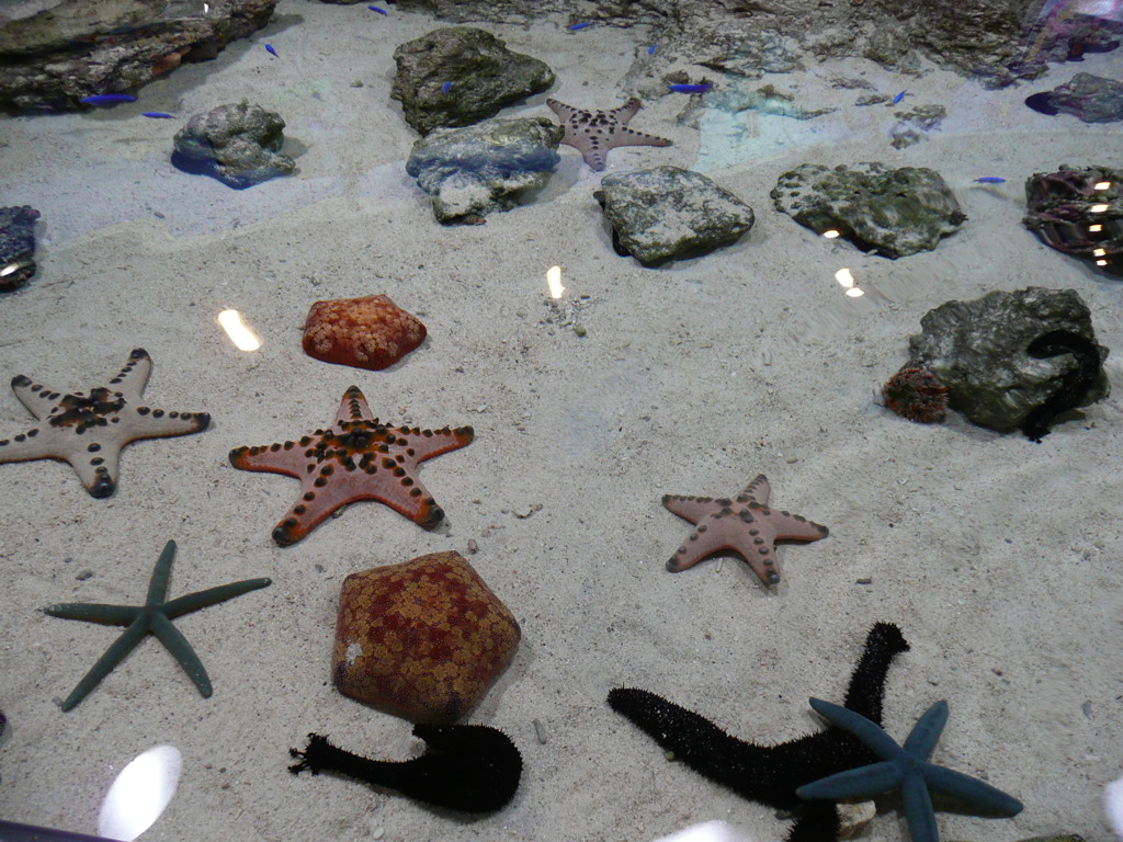 美ら海水族館