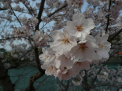 宇治橋の桜