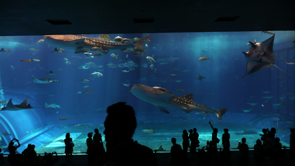 美ら海水族館