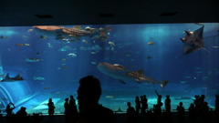 美ら海水族館