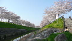 奈良桜