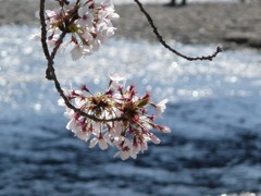 京都鴨川～高野川
