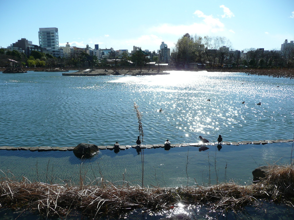 上野公園・不忍池