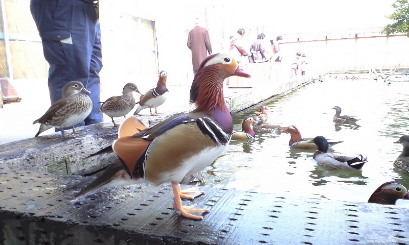花鳥園