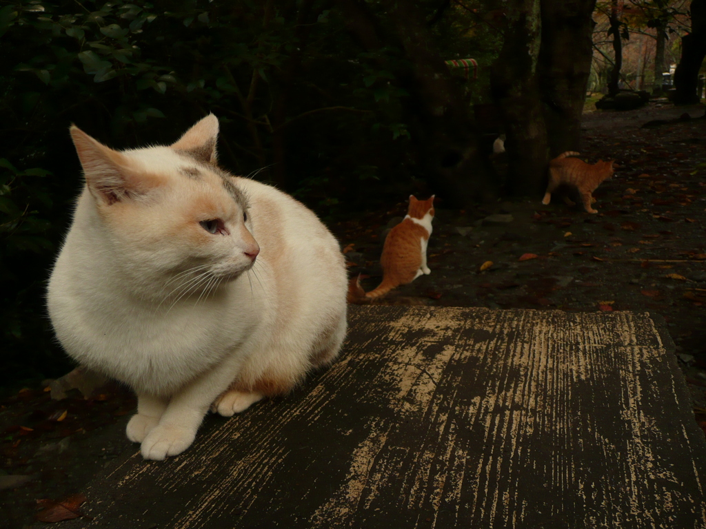 哲学の道の猫