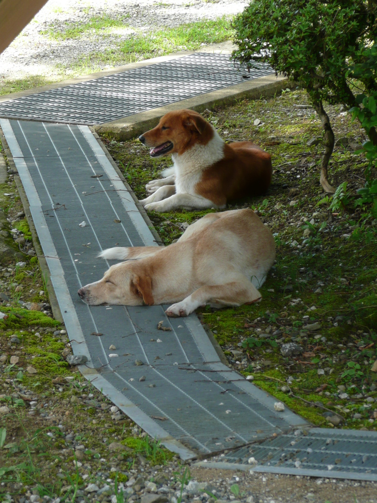 高知城