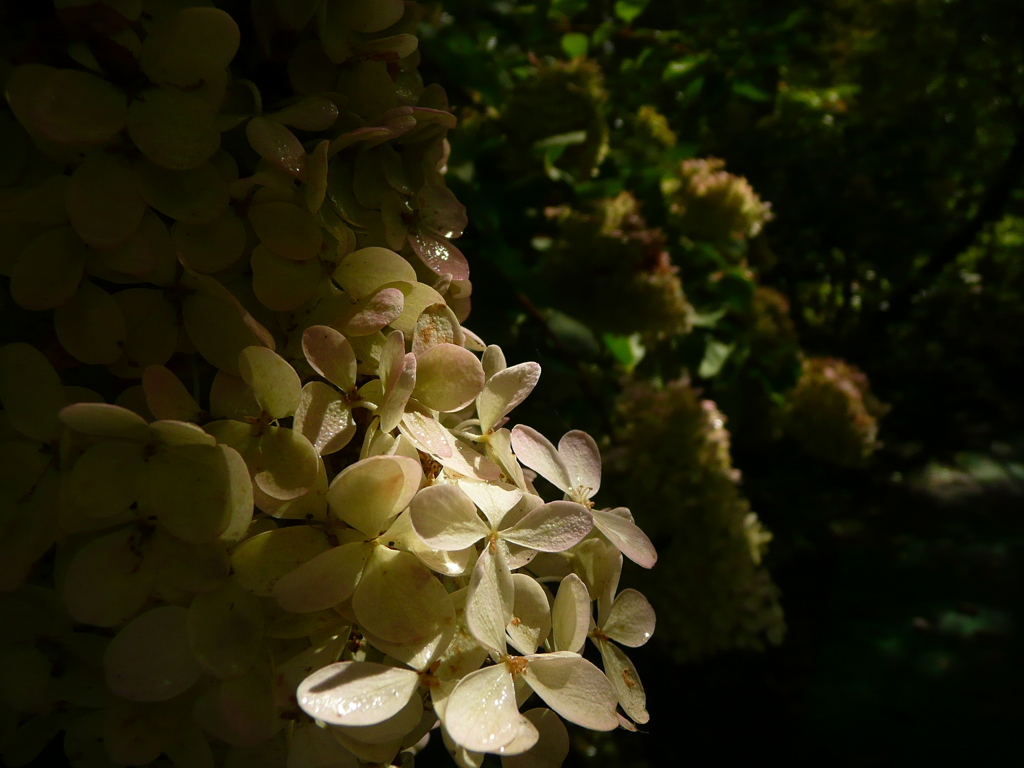 軽井沢町植物園