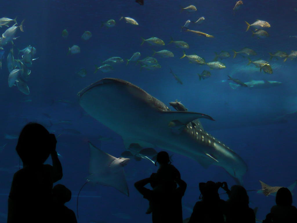 美ら海水族館