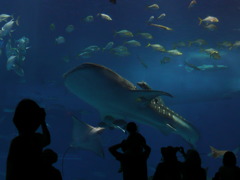 美ら海水族館