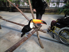 くちばしでかすぎ