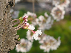 P1040869