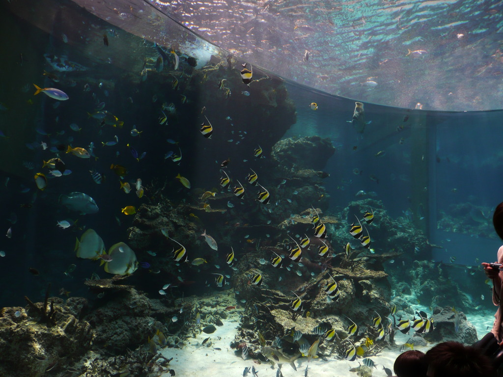 美ら海水族館