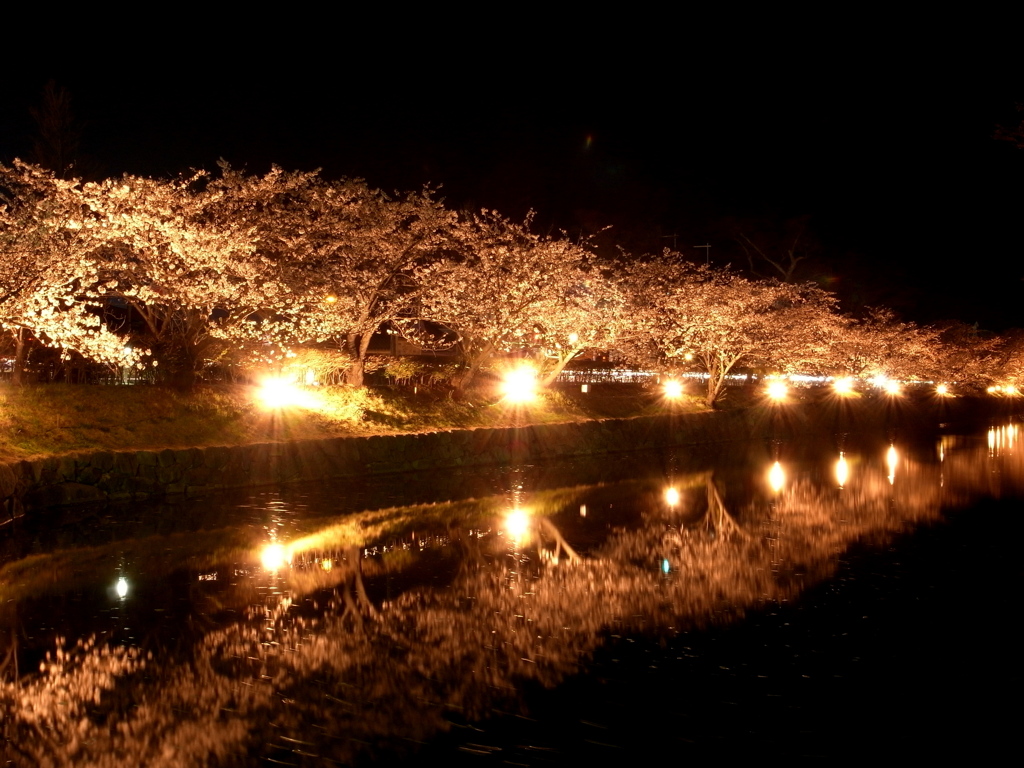 鏡面の夜桜